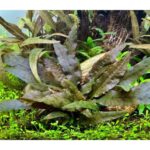 Cryptocoryne wendtii brown