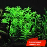 Limnophila aromatica