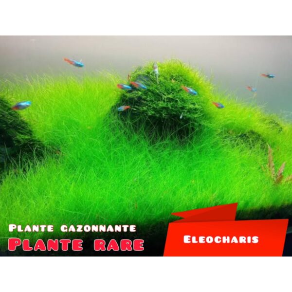 Eleocharis invitro