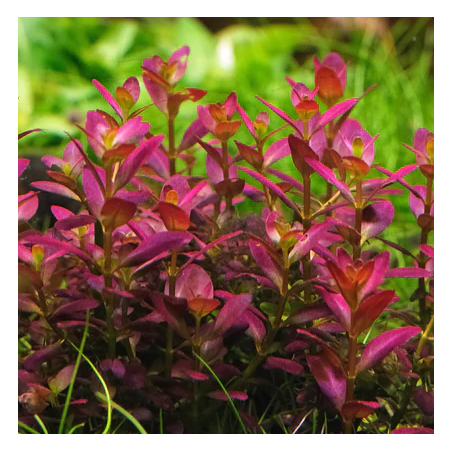Rotala ramisor