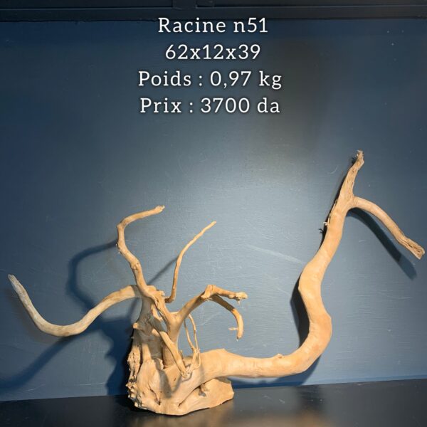 Racine n51