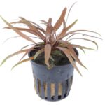 Cryptocoryne albida brown