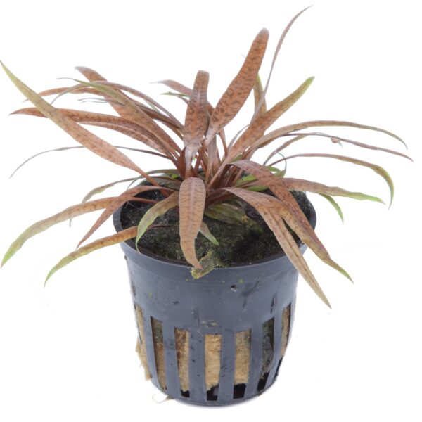 Cryptocoryne albida brown
