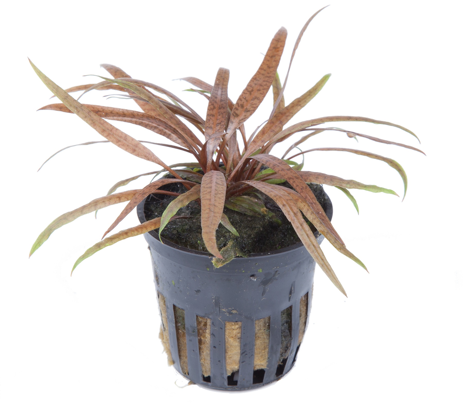 img_9887 Cryptocoryne albida brown – Image 1