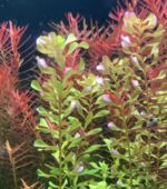 Rotala macrandra bengladesh