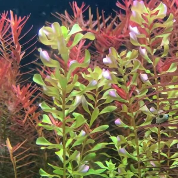 Rotala macrandra bengladesh