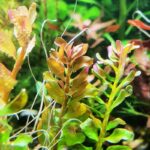 Rotala macrandra bengladesh – Image 2
