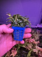 Anubia nana pangolino – Image 2