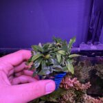 Anubia nana pangolino