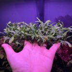 Fougère de java micro