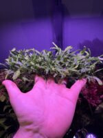 Fougère de java micro