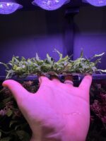 Fougère de java micro – Image 2