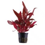 Althernanthera rosanerving