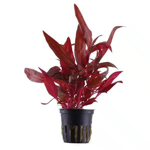 img_1696 Althernanthera rosanerving – Image 1