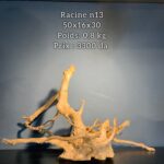Racine n13