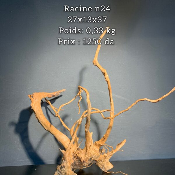 Racine n24