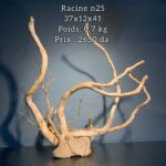 Racine n25