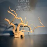 Racine n8