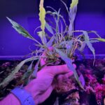 Anubia short and sharp