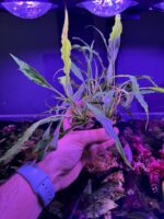 Anubia short and sharp