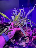 Anubia short and sharp – Image 2