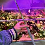 Pince à planter 48 cm XL