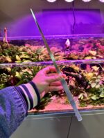 Pince à planter 48 cm XL