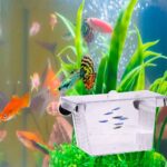 Pondoir poisson – Image 2