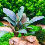 Bucephalandra broad leaf